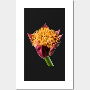 Paintbrush Lily (Scadoxus) in Flower Posters and Art